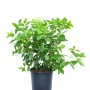 Ortensia verde in vaso per giardino e balcone.