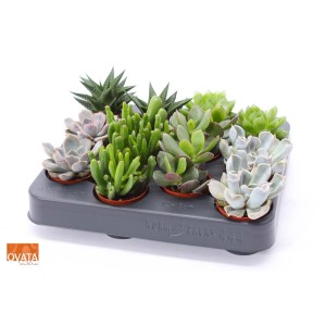 Assortimento di piante grasse in set, ideale per posizioni soleggiate.