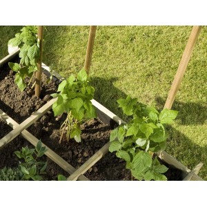 Grigliato in legno con piante in un'aiuola. Ideale come supporto per piante rampicanti.