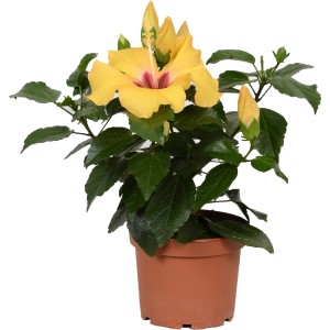 Ibisco cinese giallo (Hibiscus Rosa-Sinensis) in vaso, una pianta da interno fiorita di GROW by OBI.