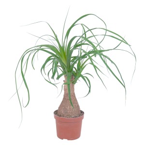 GROW by OBI Piede di elefante (Beaucarnea Recurvata) in vaso marrone, diametro ca. 12 cm.