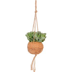 Pianta verde pensile t.b.t. in guscio di cocco con sospensione in iuta.