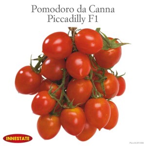 Pomodori a grappolo 'Piccadilly F1': Frutti rossi maturi sul ramo.