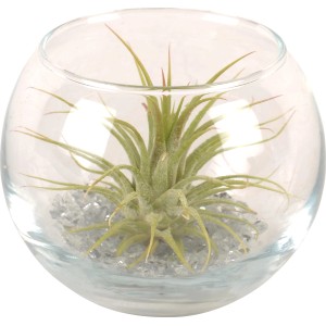 Composizione di Tillandsia in vetro, piccola sfera con pietre grigie. Pianta decorativa da interno.