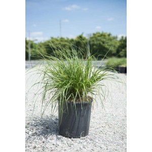 Semprevivo verde 't.b.t.' in vaso. Erba ornamentale per giardino e balcone.