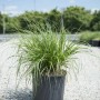 Semprevivo verde 't.b.t.' in vaso. Erba ornamentale per giardino e balcone.