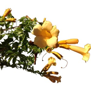 Pianta rampicante gialla con foglie verdi. Ideale per il giardino.