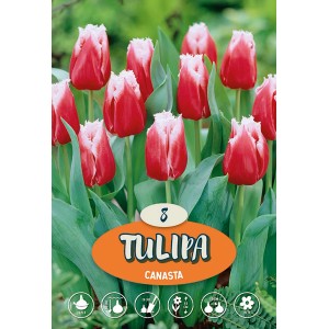 Tulipani Canasta: Tulipani doppi rosso-bianchi, ideali per aiuole e vasi.