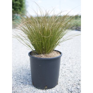 Pianta di erba Carice in vaso, steli verdi. Erba ornamentale per giardino e balcone.