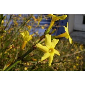 Gelsomino (gelsomino) giallo in fiore in dettaglio.