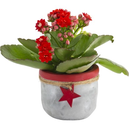 Kalanchoe mini in vaso Ø cm 6 con decorazione stella