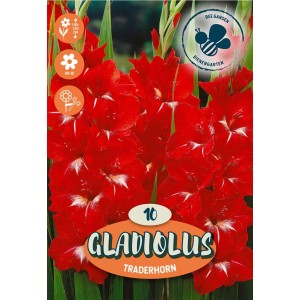Bulbi da fiore Gladiolus Traderhorn