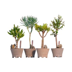 Alberello pianta grassa Bonsai vaso Ø 11 cm