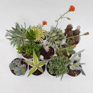 Piante grasse collezione succulente vaso Ø 10 cm