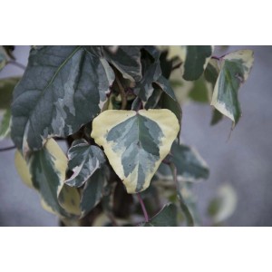 Pianta di Edera con foglie variegate verdi e bianche.