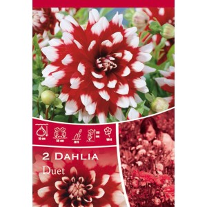 Dalia 'Duet' rosso e bianco, dalia decorativa bicolore come fiore estivo per aiuole e bordure.