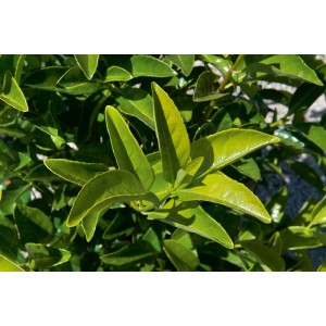 Primo piano delle foglie verdi di una pianta da siepe. Categoria: Ulteriori piante da siepe.