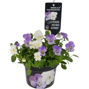 Viole del pensiero in vaso, fiori bianchi e viola della varietà Viola endurio.