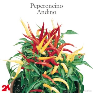 Peperoncino Andino: Giovane pianta con peperoncini rossi e gialli in vaso.