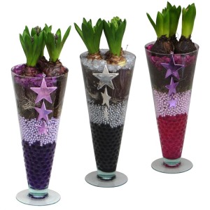 Bulbi da fiore in vasi di vetro con stelle, vari colori.