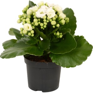 Calandiva Kalanchoe bianca in vaso, pianta da interno fiorita con fiori doppi bianchi.