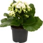 Calandiva Kalanchoe bianca in vaso, pianta da interno fiorita con fiori doppi bianchi.