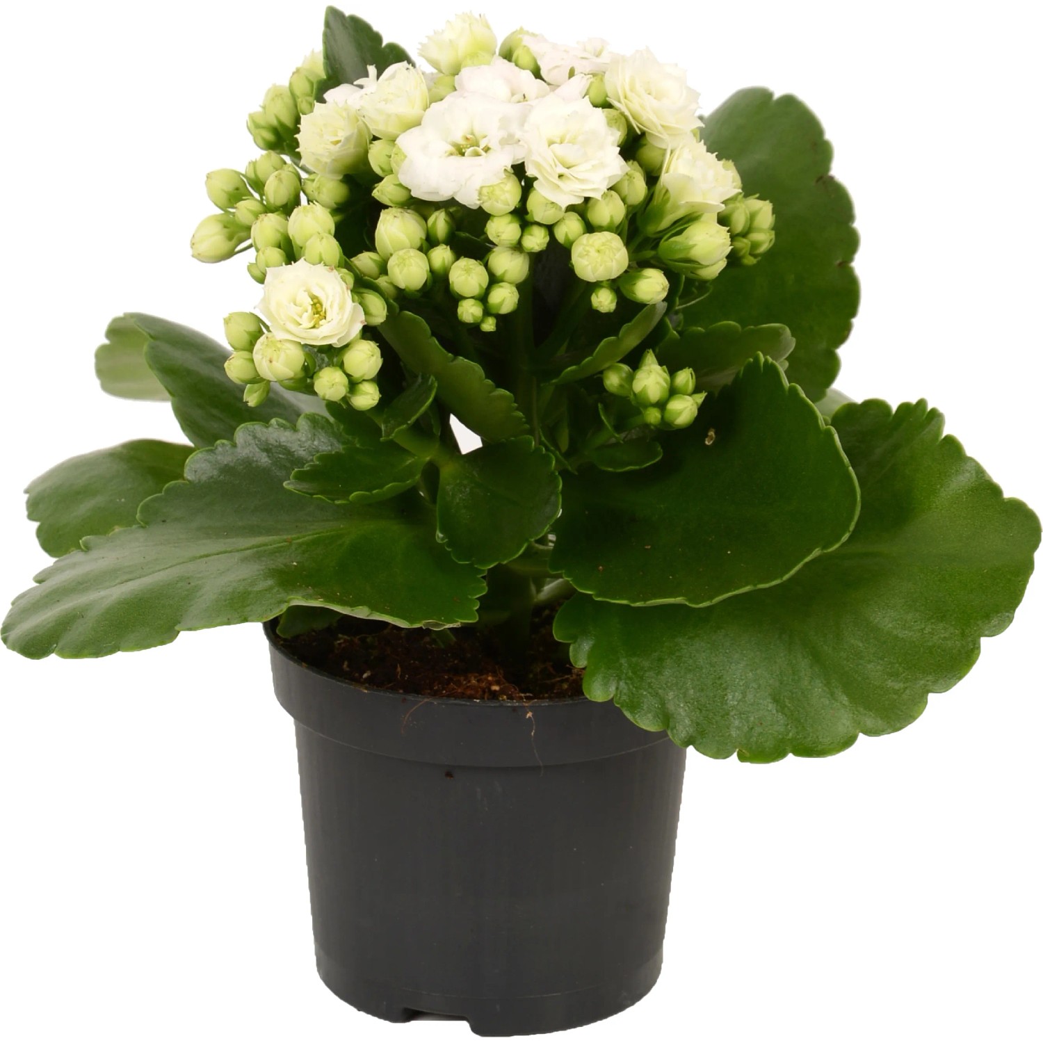 Calandiva Kalanchoe bianca in vaso, pianta da interno fiorita con fiori doppi bianchi.