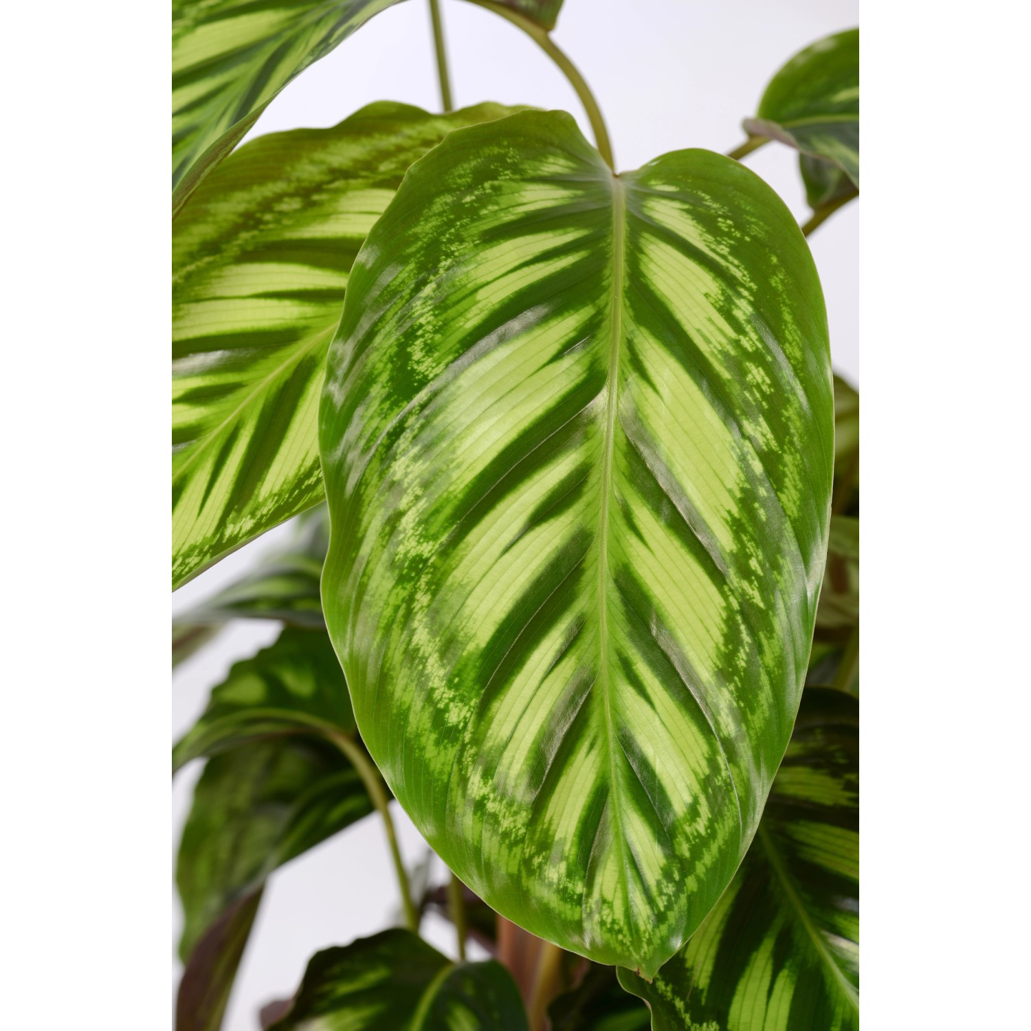 Calathea (Korbmarante) con foglie a strisce verdi e gialle in vaso, altezza circa 65 cm.