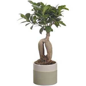 Bonsai in vaso, pianta decorativa da interno con foglie verdi.