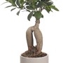 Bonsai in vaso, pianta decorativa da interno con foglie verdi.