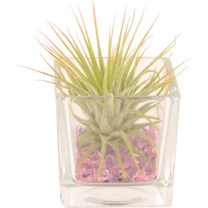 Composizione di Tillandsia in cubo di vetro con pietre rosa, pianta da interno.