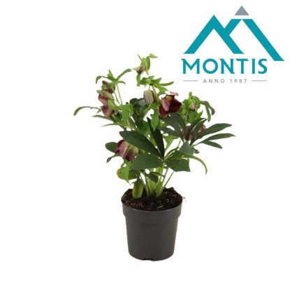 Helleborus Orientalis Early Vaso 12 cm
