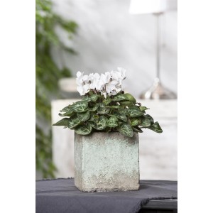 Ciclamino "Midi" bianco in vaso, pianta d'appartamento decorativa per luoghi luminosi.