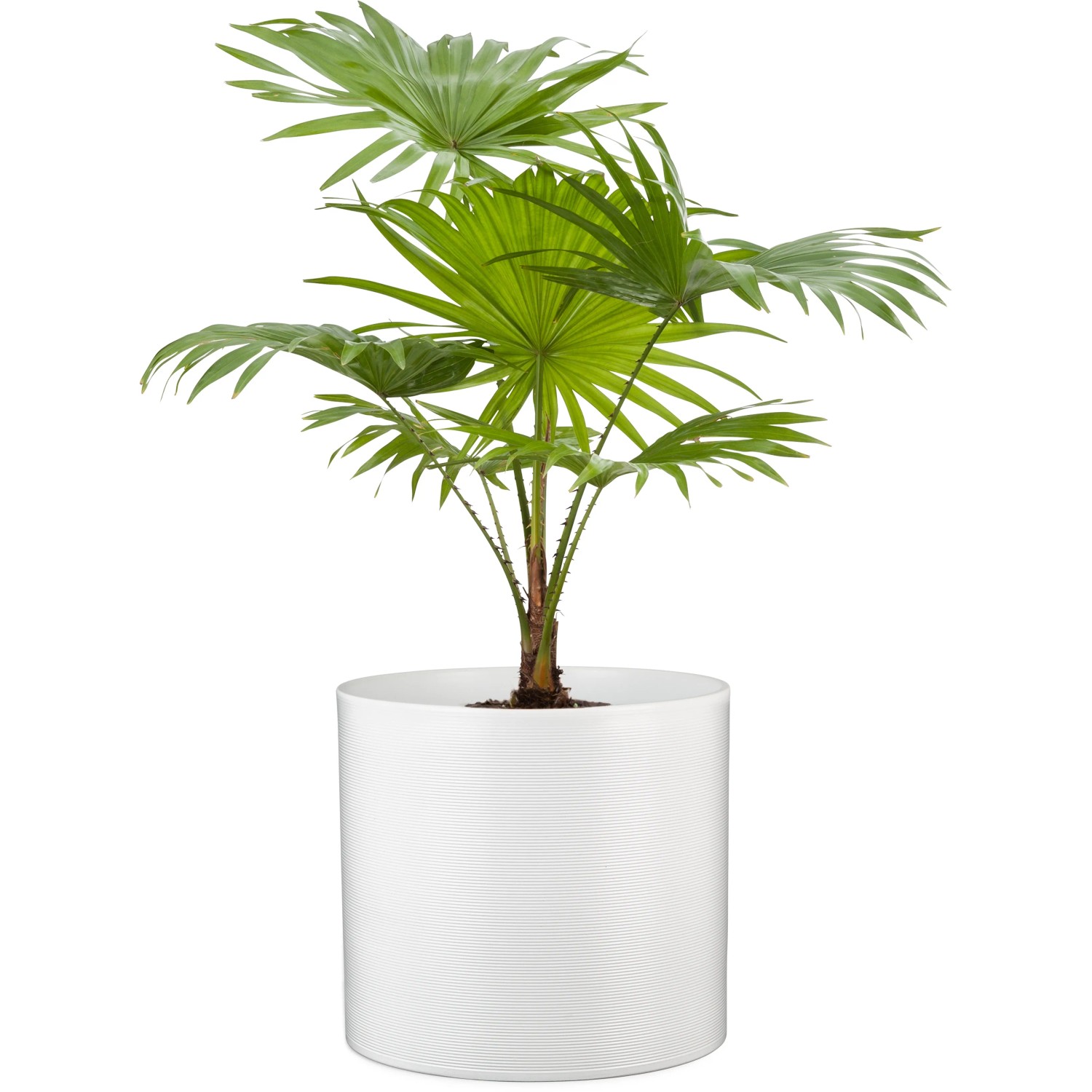 Scheurich vaso per piante 828 Panna, Ø 23 cm, in ceramica con scanalature. Ideale per interni.