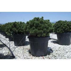 Pino nano in vaso, aghi verdi, categoria: Pino