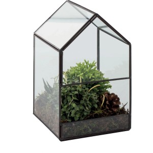 Serra in vetro con composizione di piante, succulente e pigna. Composizione decorativa per interni.