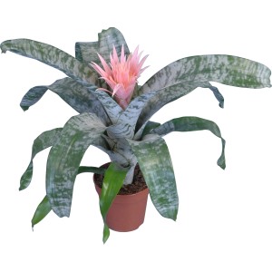 Bromelia Aechmea fasciata in vaso, fiore rosa e foglie verdi.