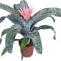 Bromelia Aechmea fasciata in vaso, fiore rosa e foglie verdi.