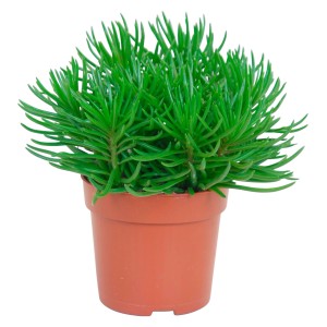 Senecio Himalaya in vaso, pianta grassa verde da interno.