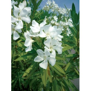 Arbusto in fiore con fiori bianchi, categoria Ulteriori arbusti.