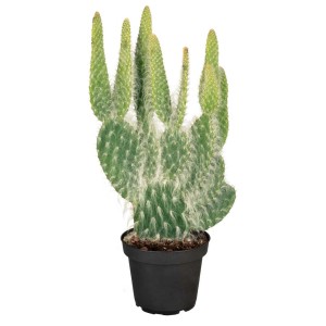 Cactus t.b.t. verde in vaso nero.