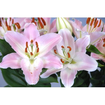 Giglio colori assortiti con vaso Ø 19 cm