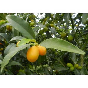 Albero di kumquat con frutti maturi arancioni e foglie verdi.