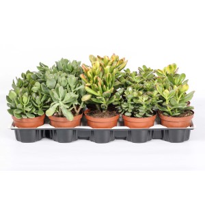 Diverse piante grasse verdi in vaso su un vassoio.