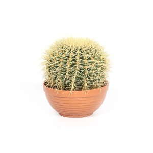 Cactus rotondo con spine gialle in vaso di terracotta.