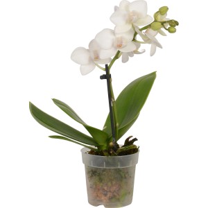 Mini orchidea farfalla Phalaenopsis bianca in vaso.
