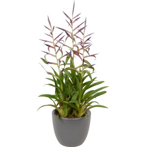 Composizione di Tillandsia in vaso grigio, ca. 15 cm Ø. Pianta d'appartamento con infiorescenze viola.