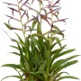 Composizione di Tillandsia in vaso grigio, ca. 15 cm Ø. Pianta d'appartamento con infiorescenze viola.