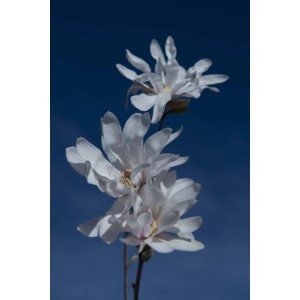 Primo piano di una magnolia bianca in fiore su sfondo di cielo blu.