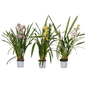 Tre Cymbidium (orchidee) di diversi colori (rosa, giallo, bianco) in vaso.